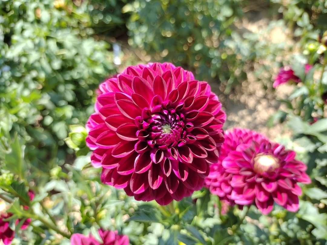 CDP Floriferous