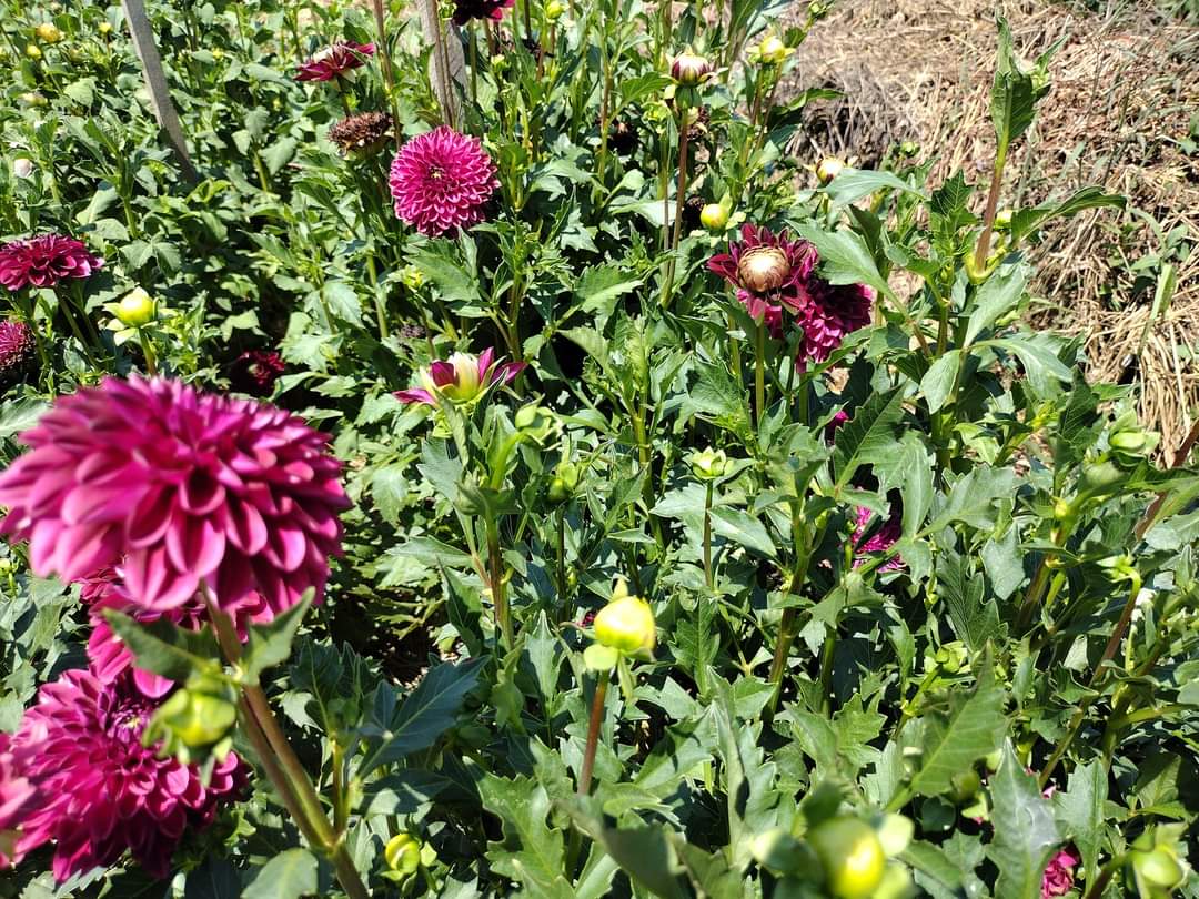 CDP Floriferous
