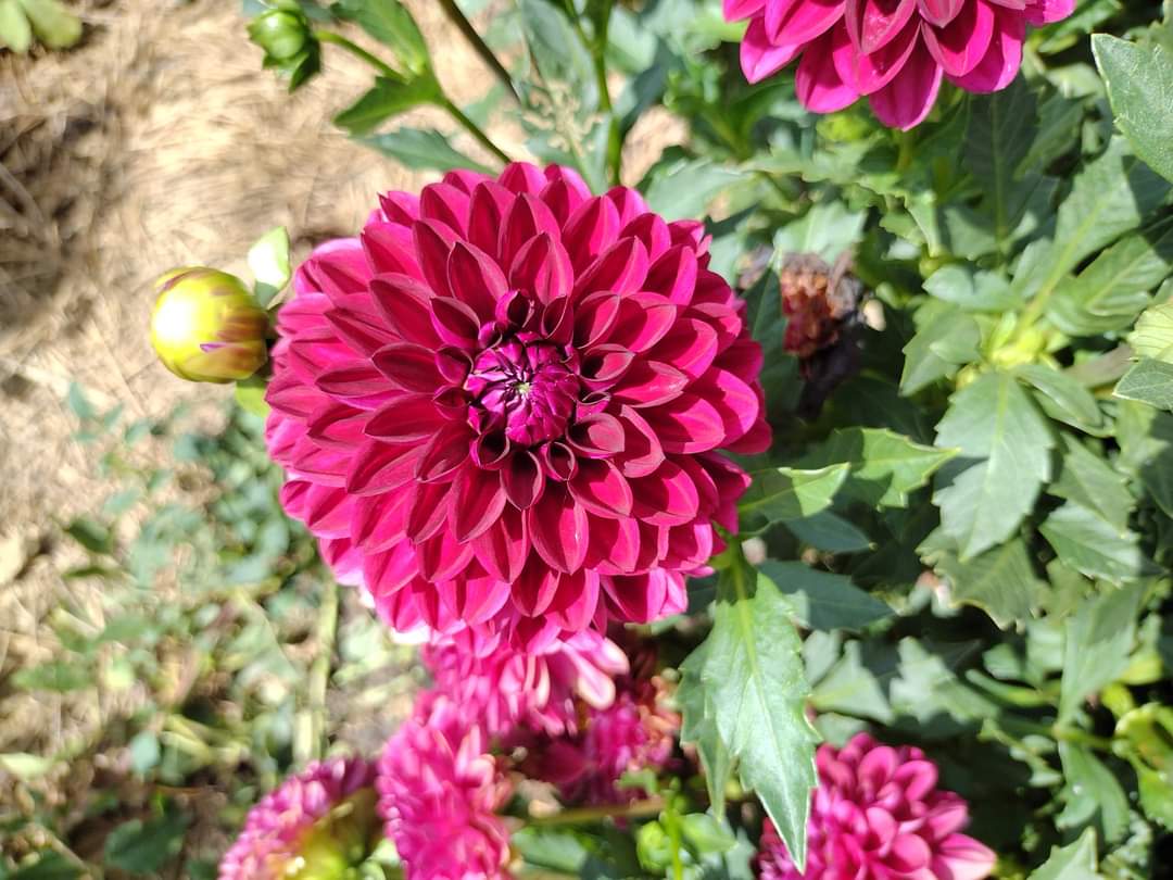 CDP Floriferous