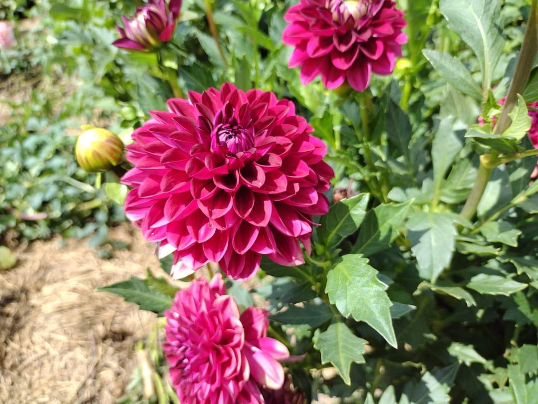 CDP Floriferous