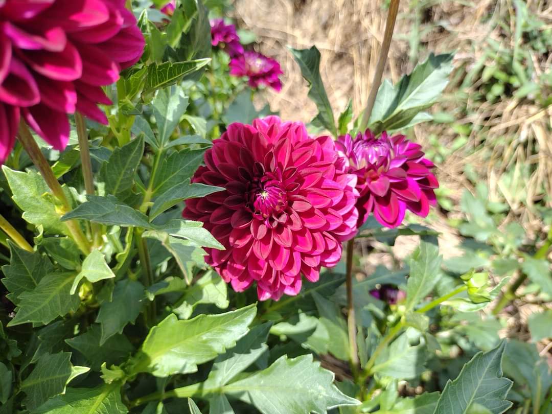 CDP Floriferous