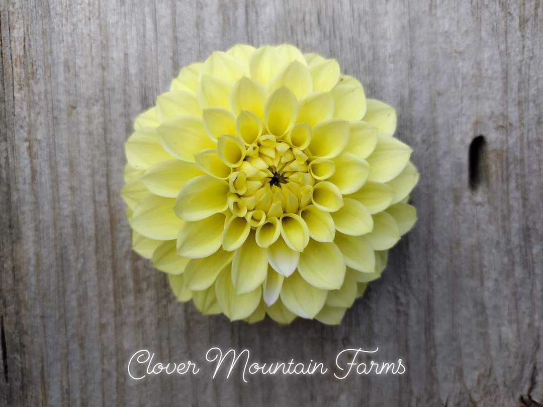 Korb Yellow Hy-Light