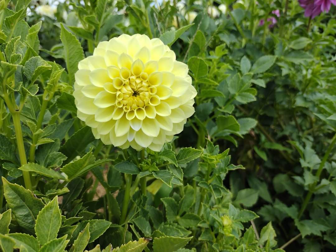 Korb Yellow Hy-Light