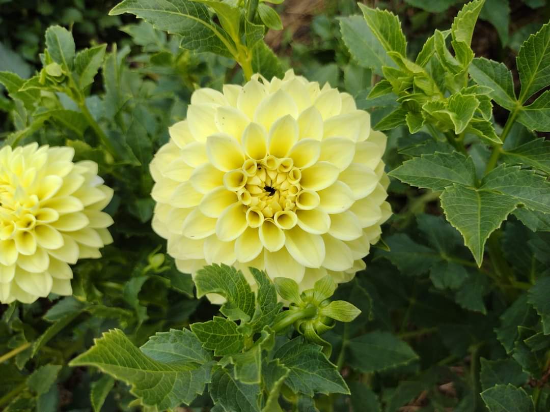 Korb Yellow Hy-Light