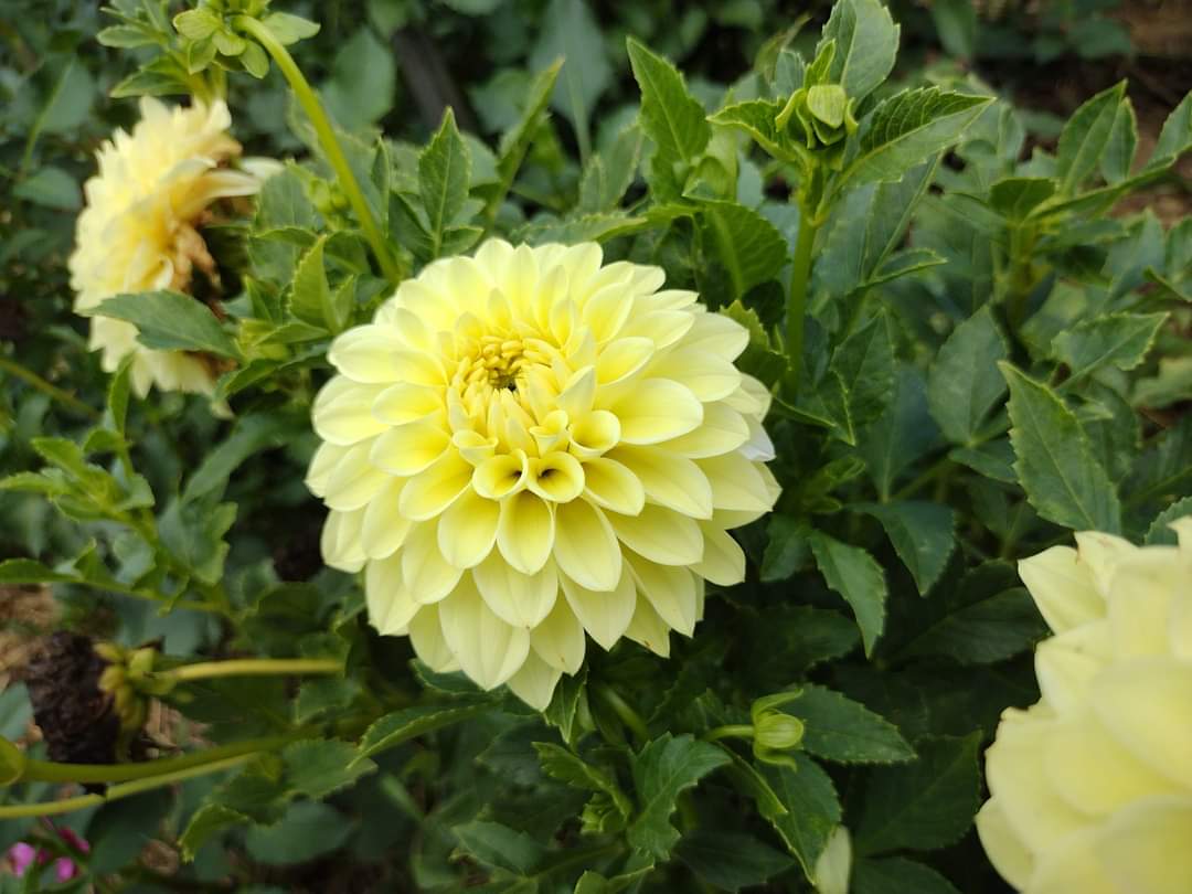 Korb Yellow Hy-Light