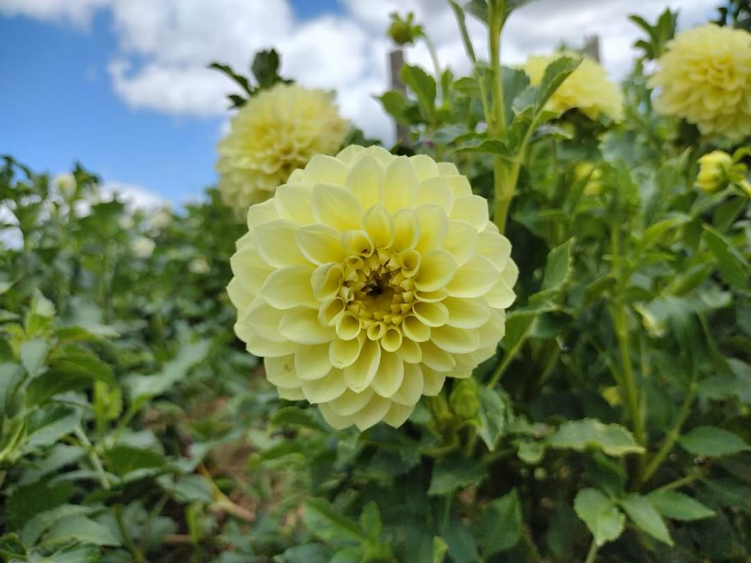 Korb Yellow Hy-Light