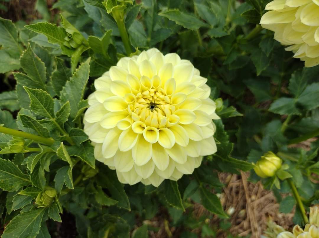 Korb Yellow Hy-Light