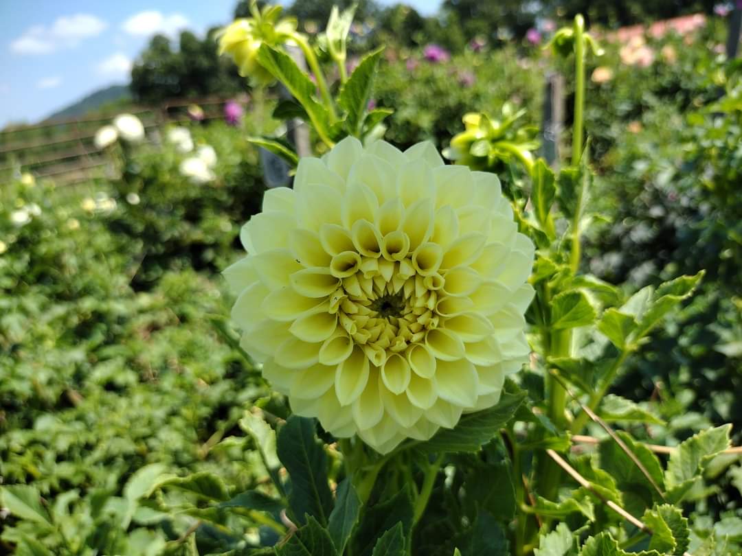 Korb Yellow Hy-Light