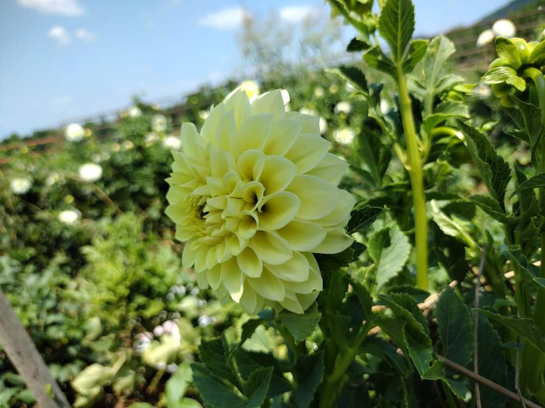 Korb Yellow Hy-Light