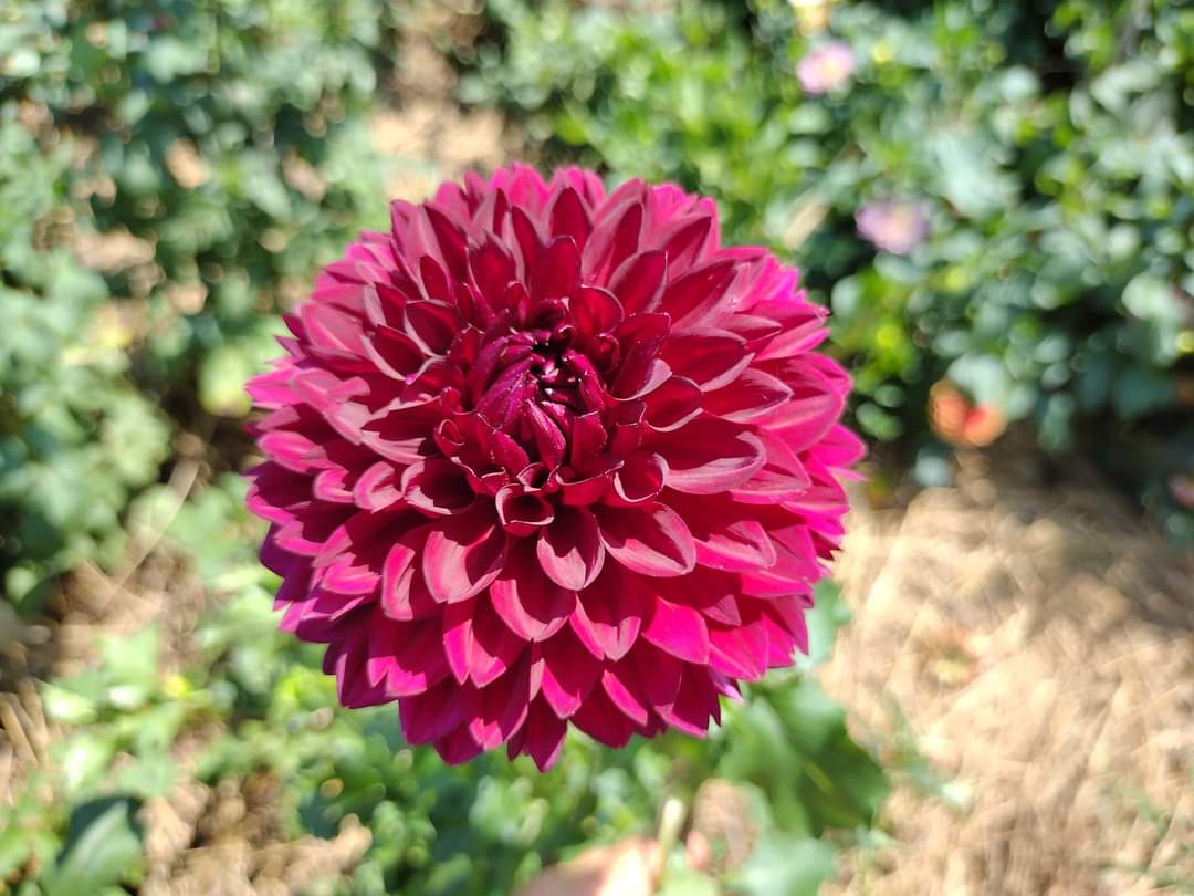 Merlot (limited stock)