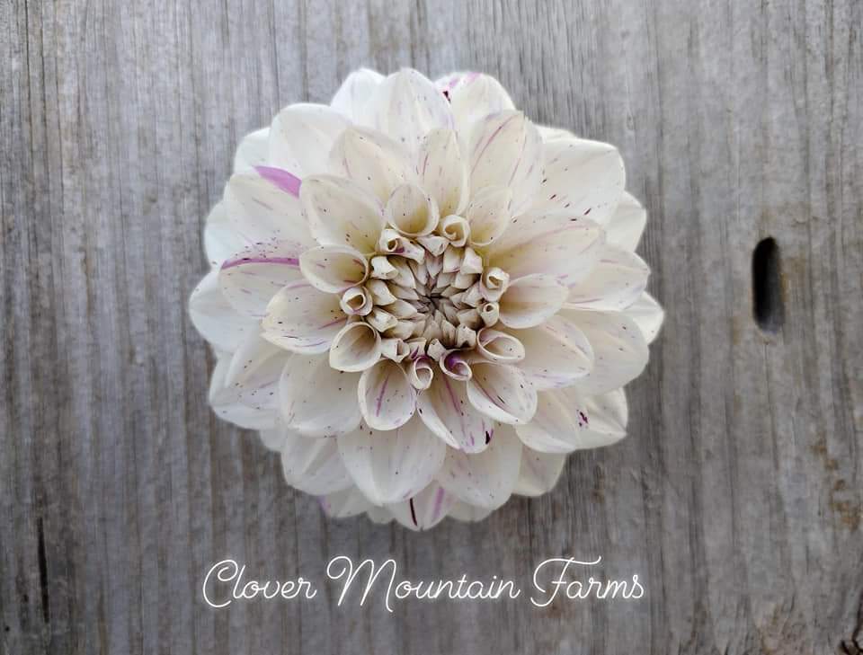 White Carnival (limited stock)
