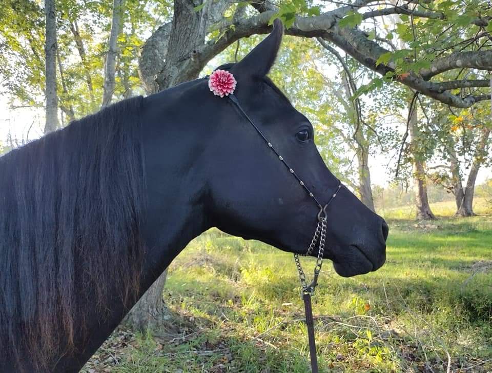Ringo