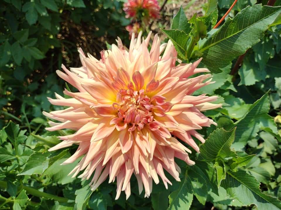 NOID Orange Semi Cactus possibly AC Ben (limited stock)