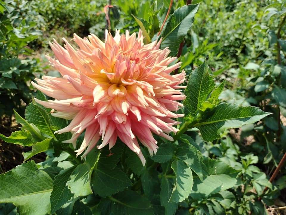 NOID Orange Semi Cactus possibly AC Ben (limited stock)