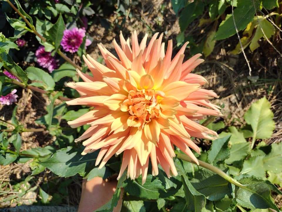 NOID Orange Semi Cactus possibly AC Ben (limited stock)