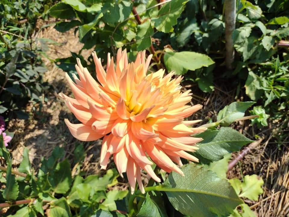 NOID Orange Semi Cactus possibly AC Ben (limited stock)