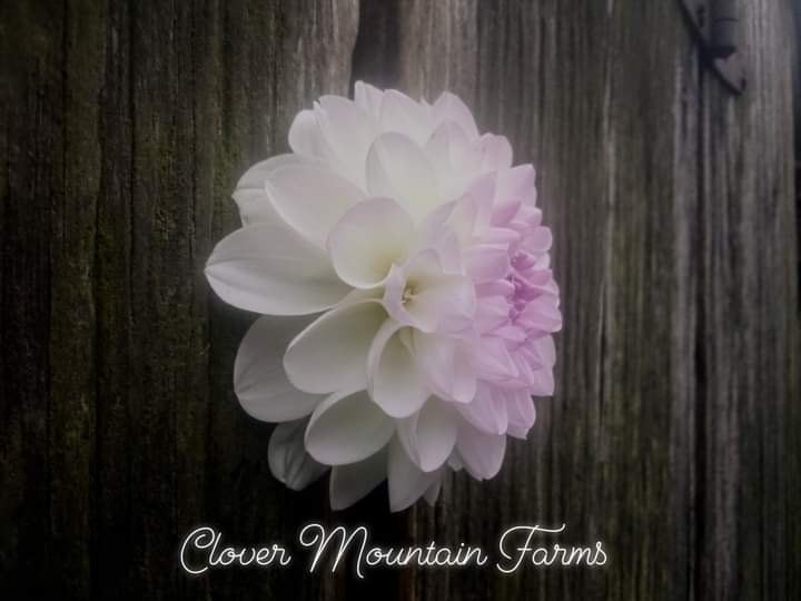 Eveline (limited stock)