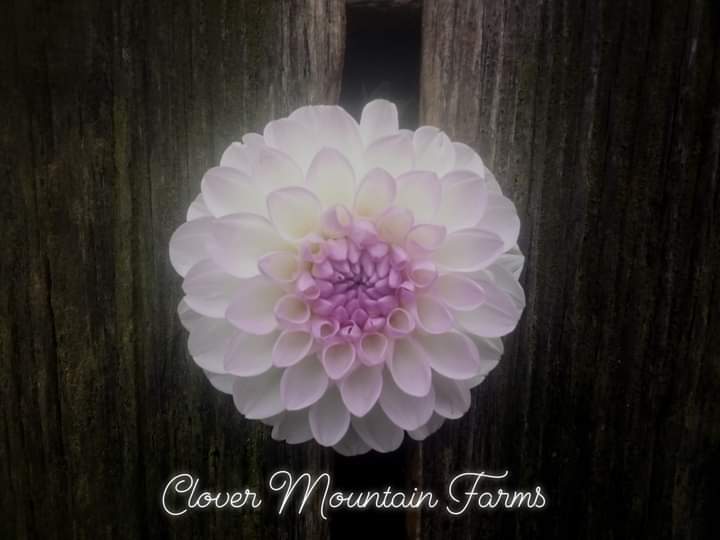 Eveline (limited stock)