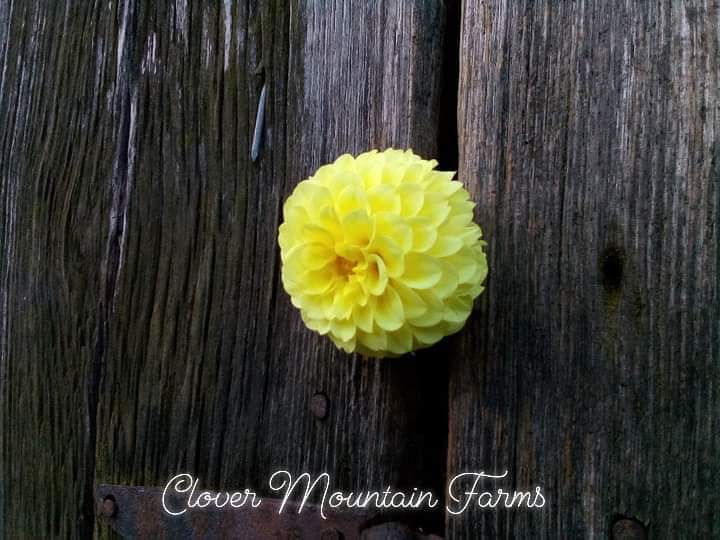 Pineapple Lollipop (limited stock)