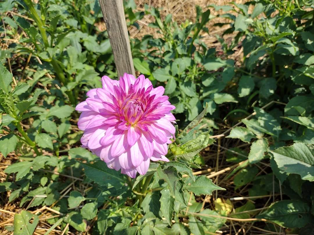 MD's Susie