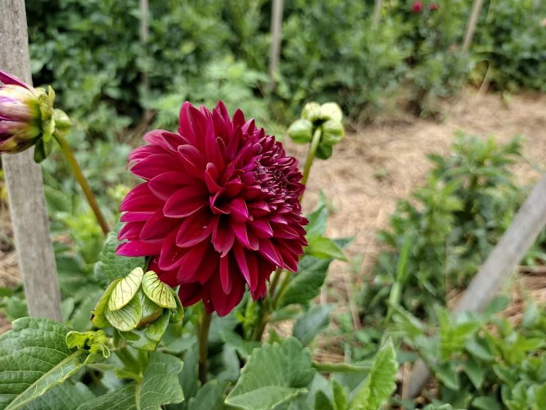 Helen's Echo
