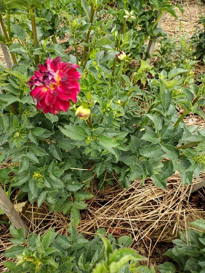 AC Rosebud