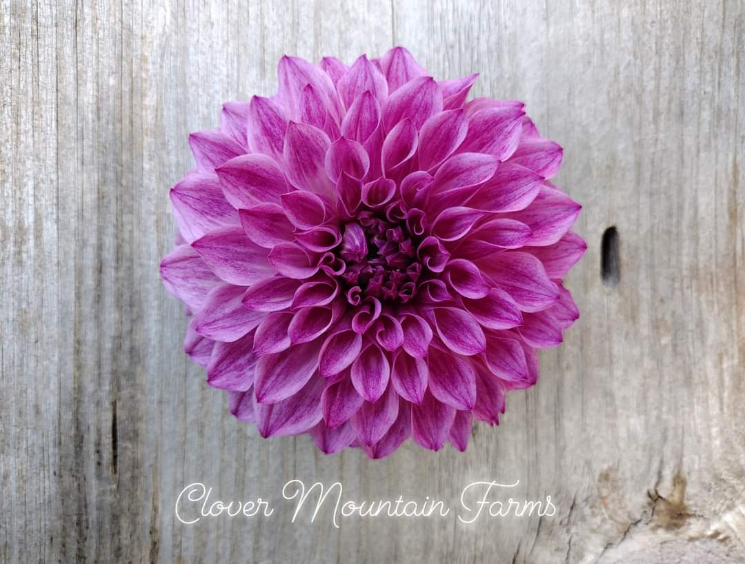 CMF Fantastique 2025 Intro – Clovermountainfarms