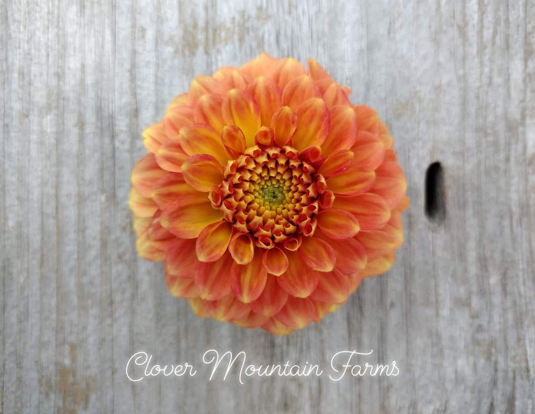 Camano Buz (limited stock)