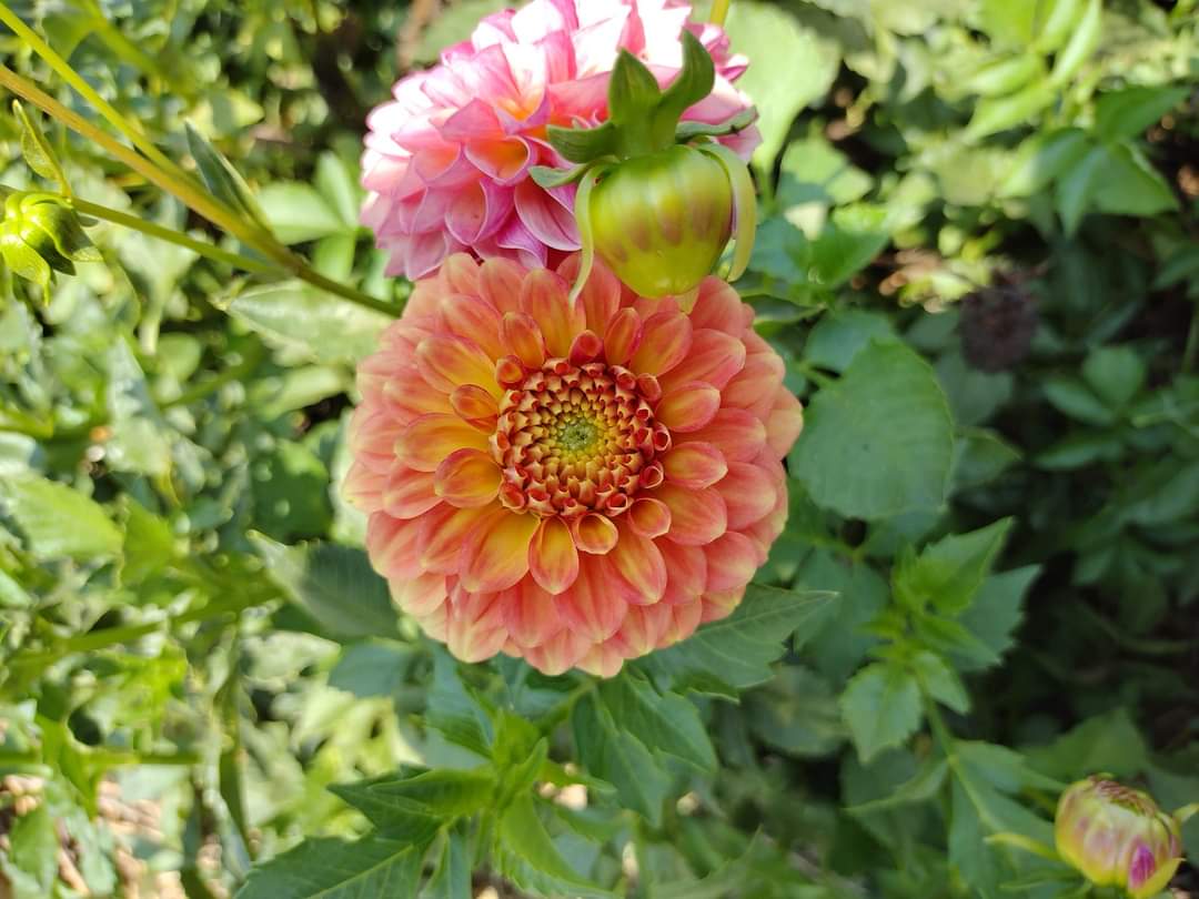 Camano Buz (limited stock)