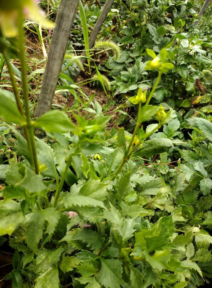 AC Kathye (limited stock)