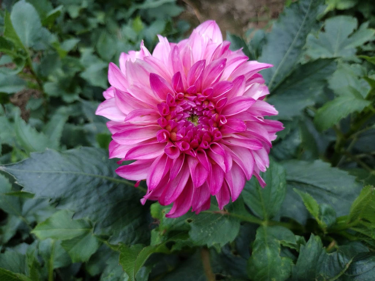 River's Bubblegum (limited stock)