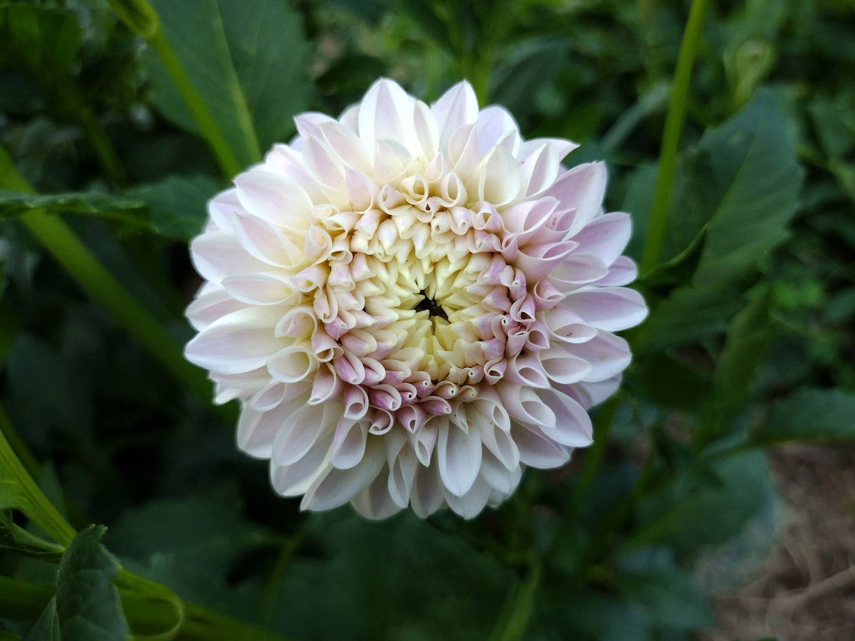 Tahoma Kelli