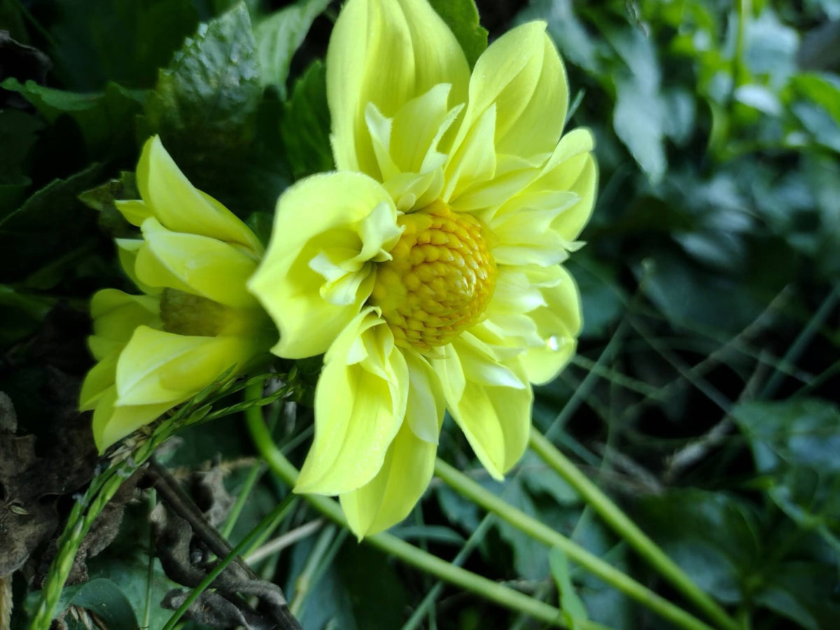 Ferncliff Lemon Kiss