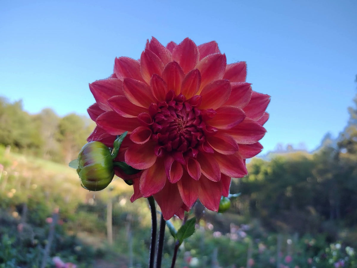 Bloomquist Autumn