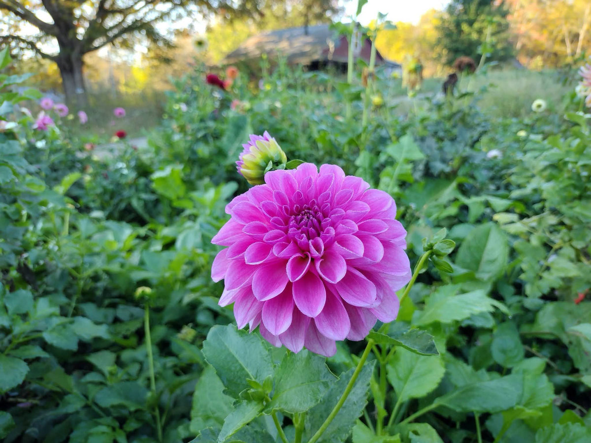 CMF Blushing Belle