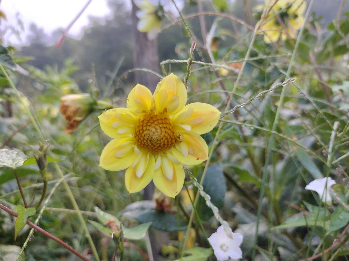 Kelsey Sunshine (limited stock)