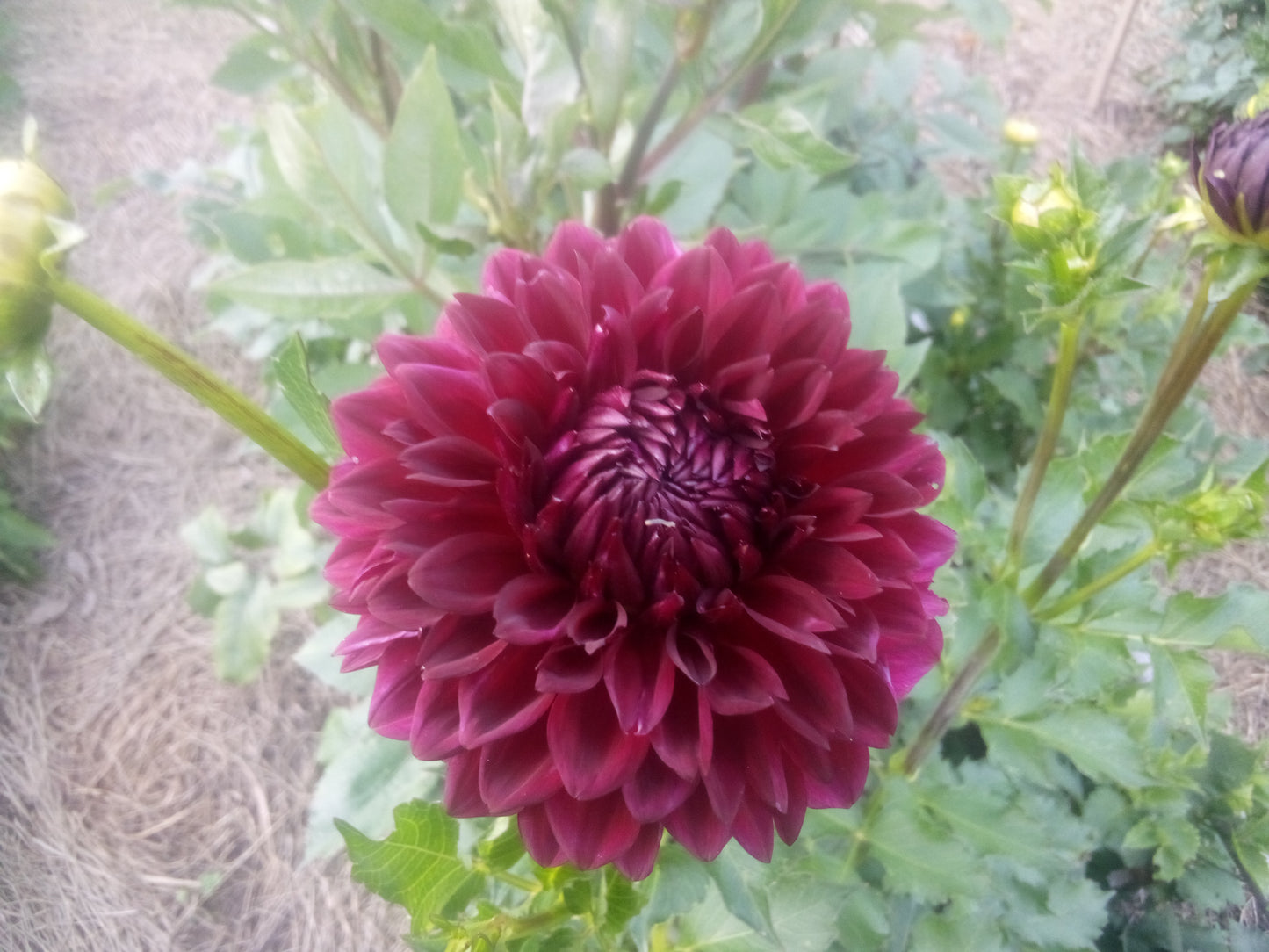 Merlot (limited stock)