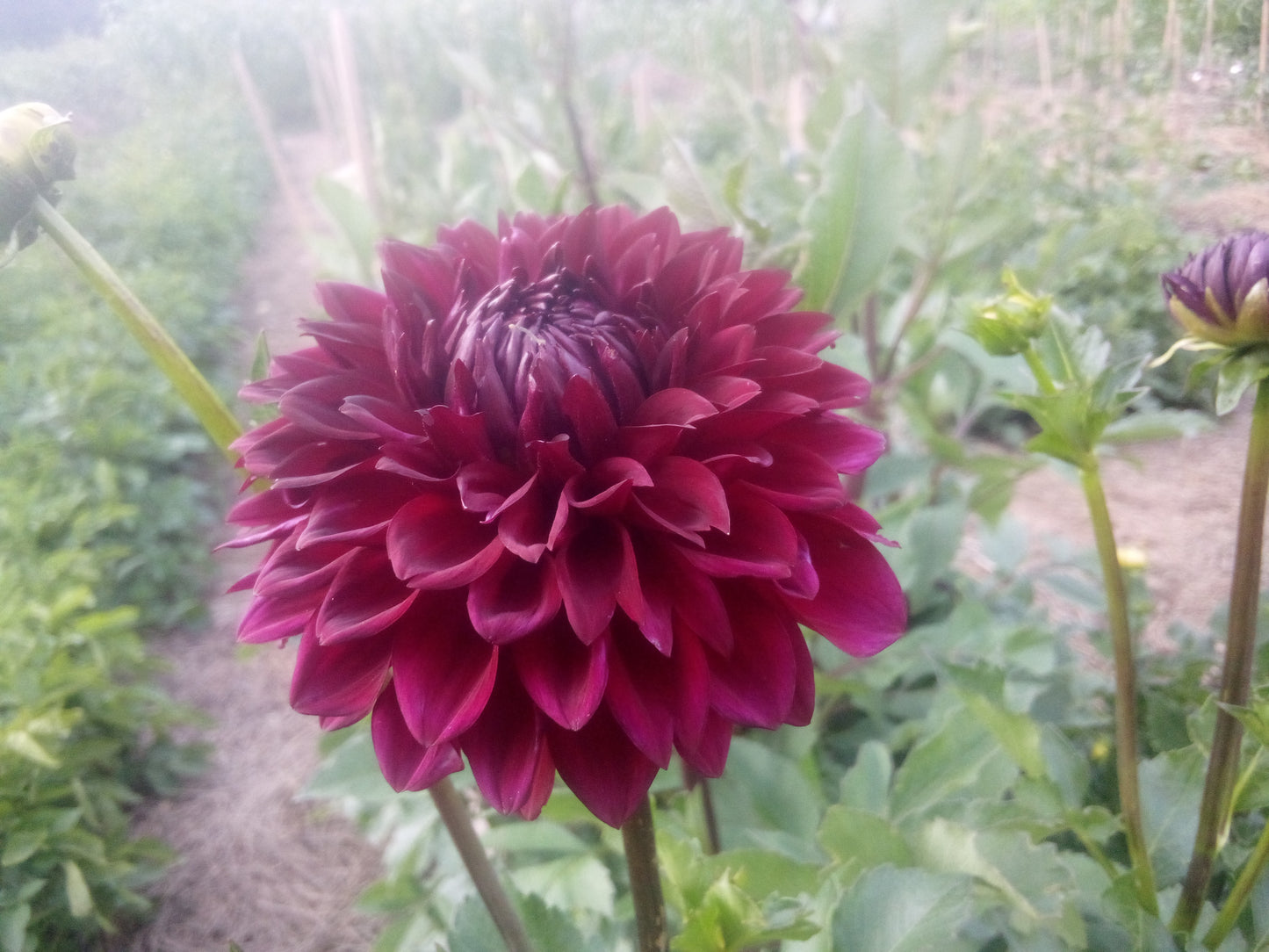 Merlot (limited stock)