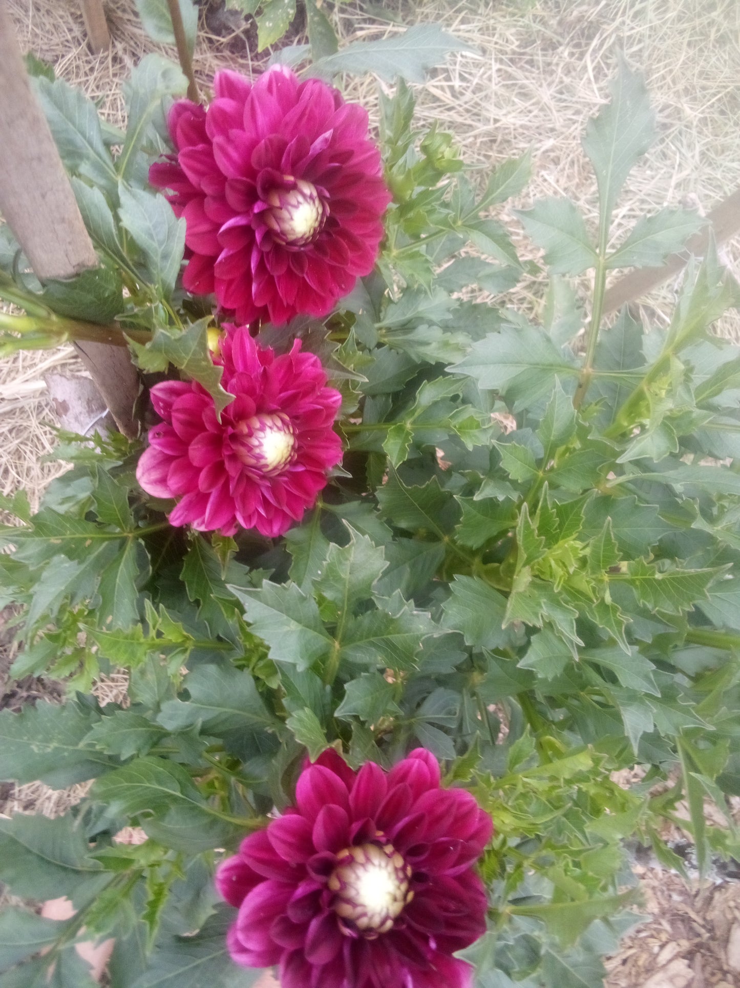 CDP Floriferous
