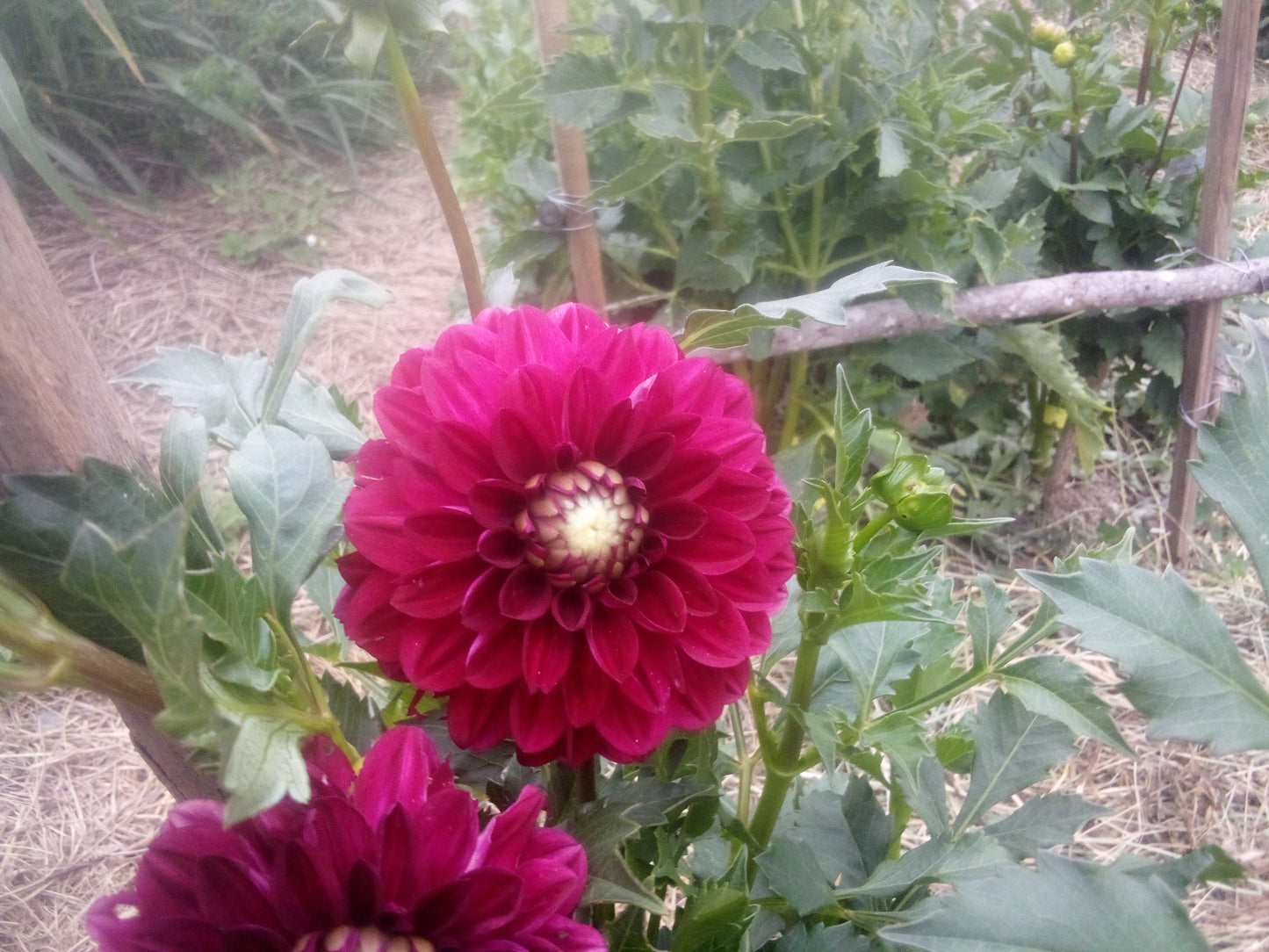 CDP Floriferous