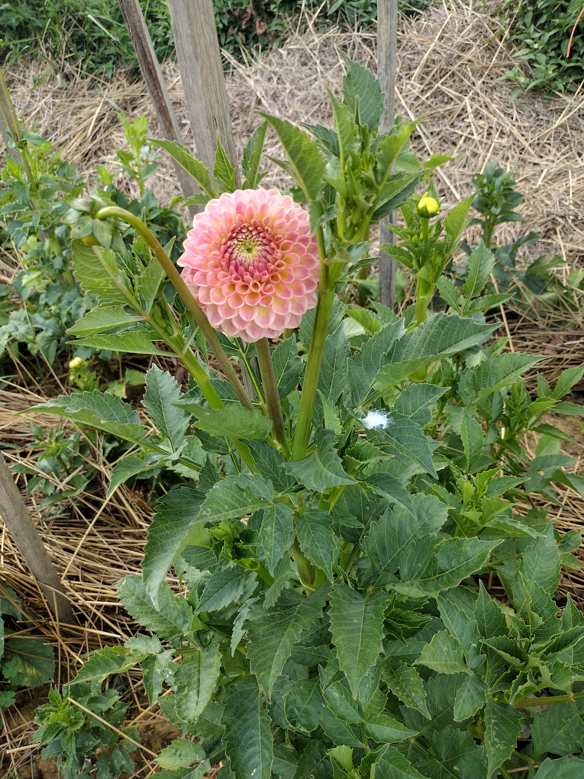 20th Ave Softer Peach