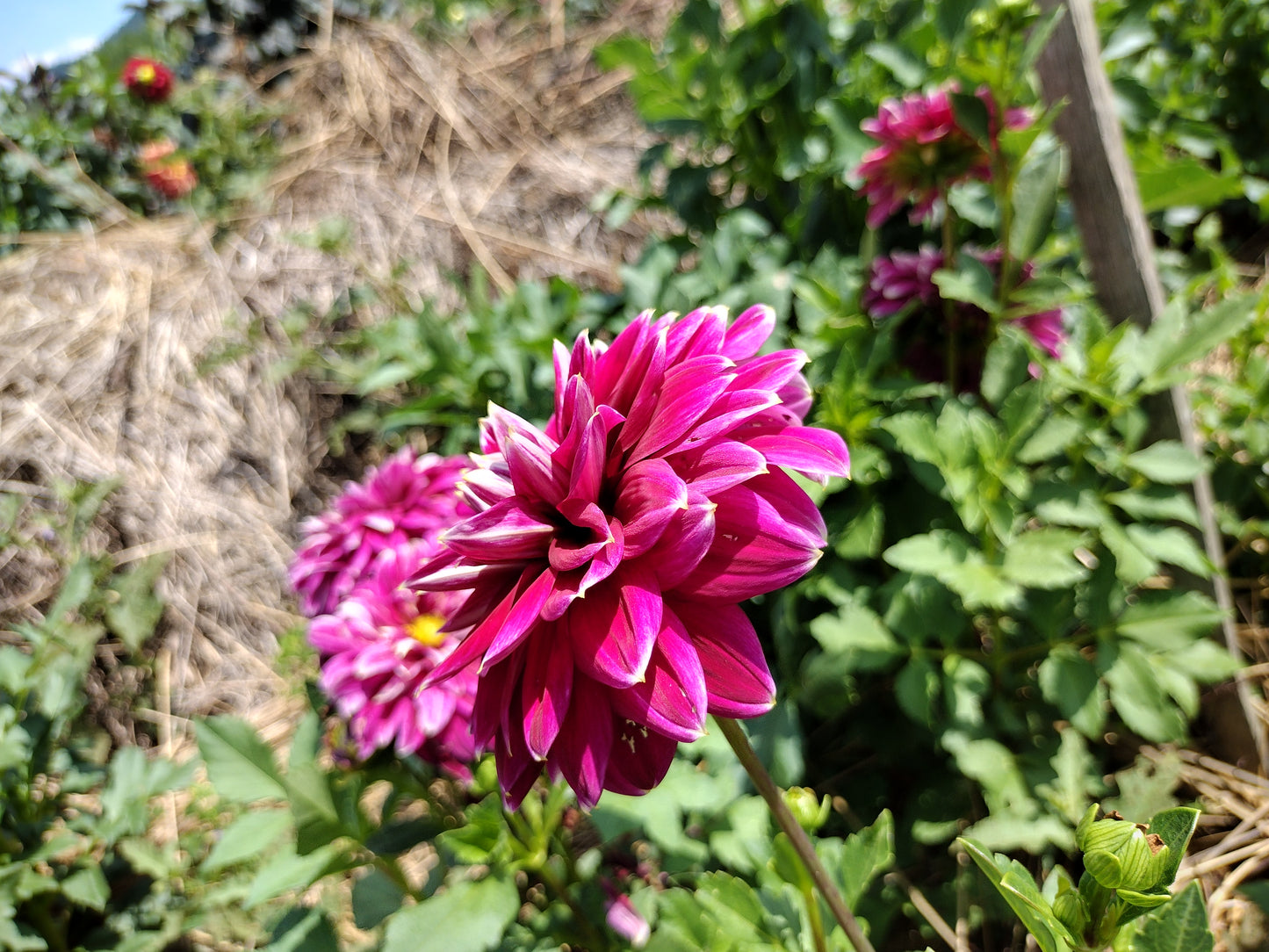 Maldini