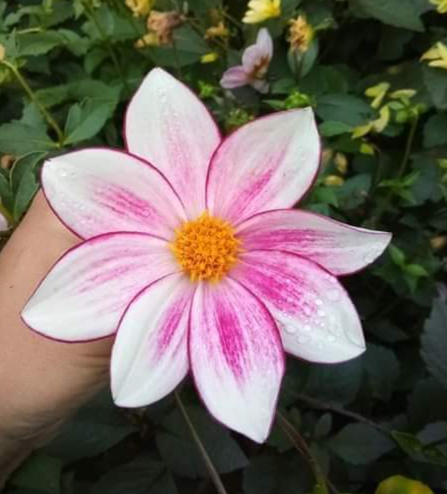 2024 Dahlia seeds singles mix