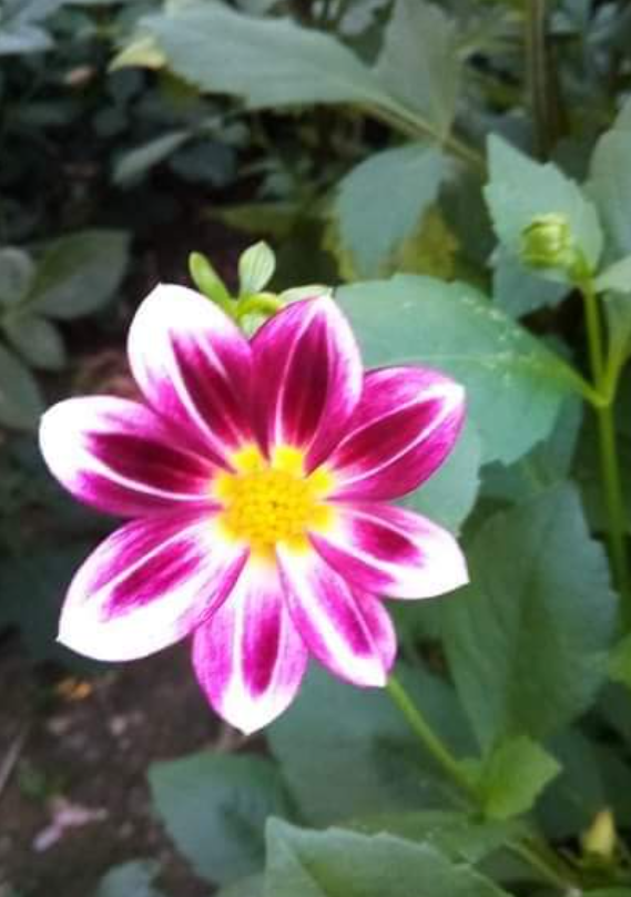 2024 Dahlia seeds singles mix