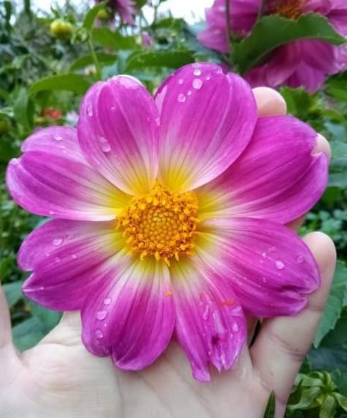 2024 Dahlia seeds singles mix