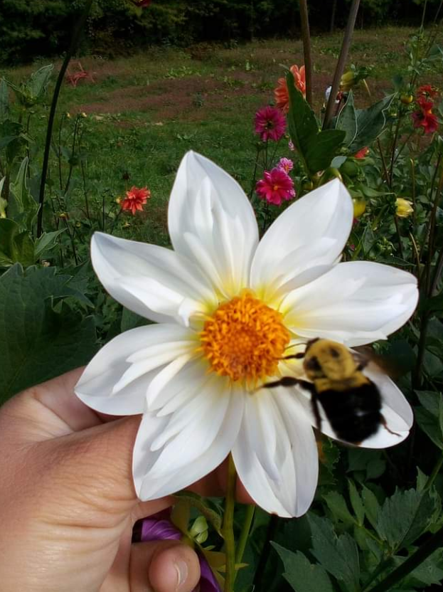 2024 Dahlia seeds singles mix