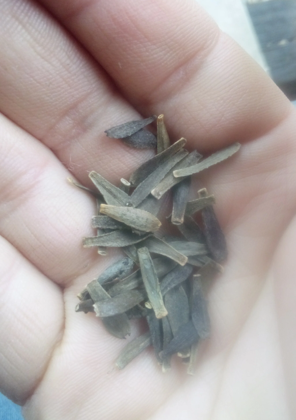 2024 Dahlia seeds singles mix