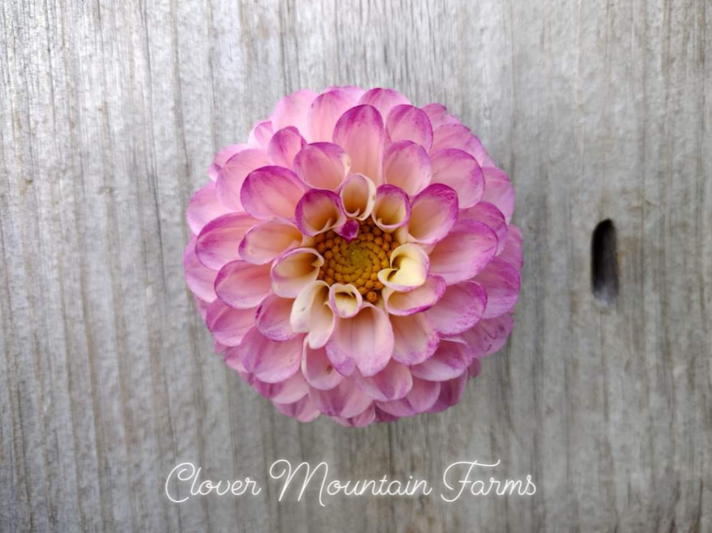 Dahlia Seeds: seed parent Bloomquist Wonderful