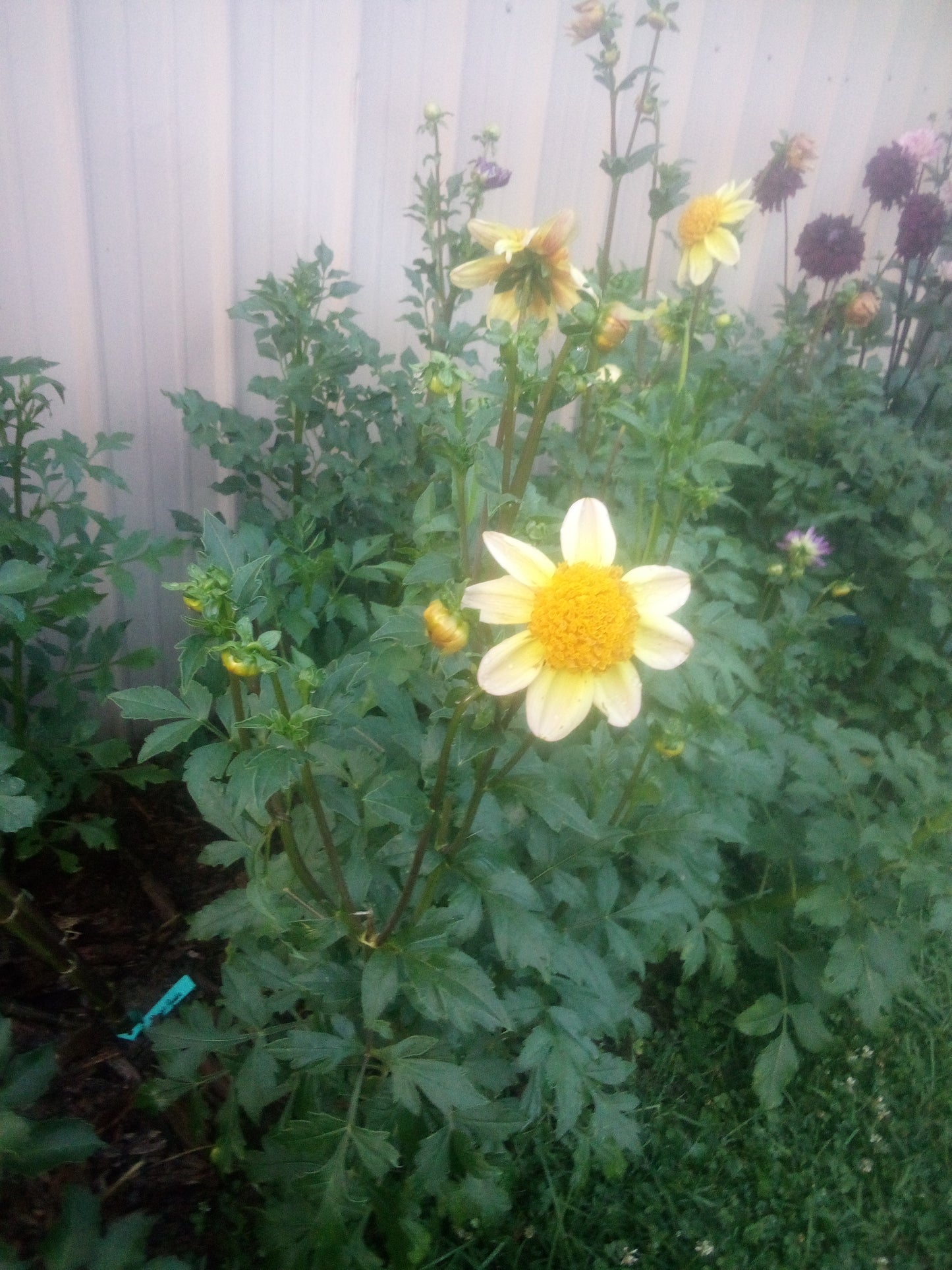 Dahlia seeds: seed parent Bloomquist Golden