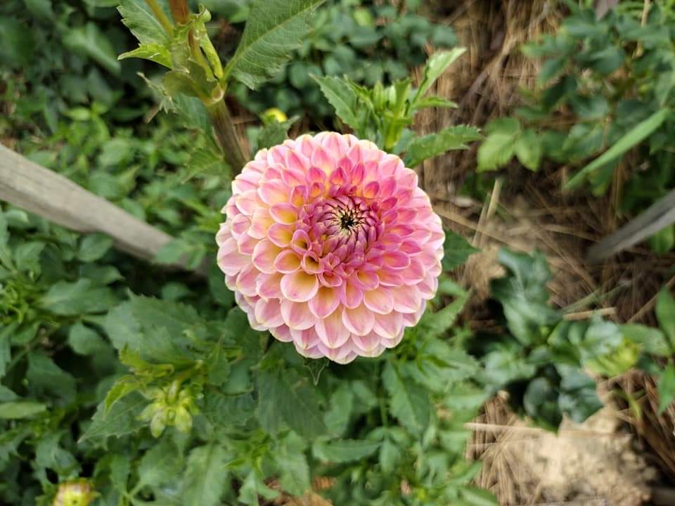 20th Ave Softer Peach